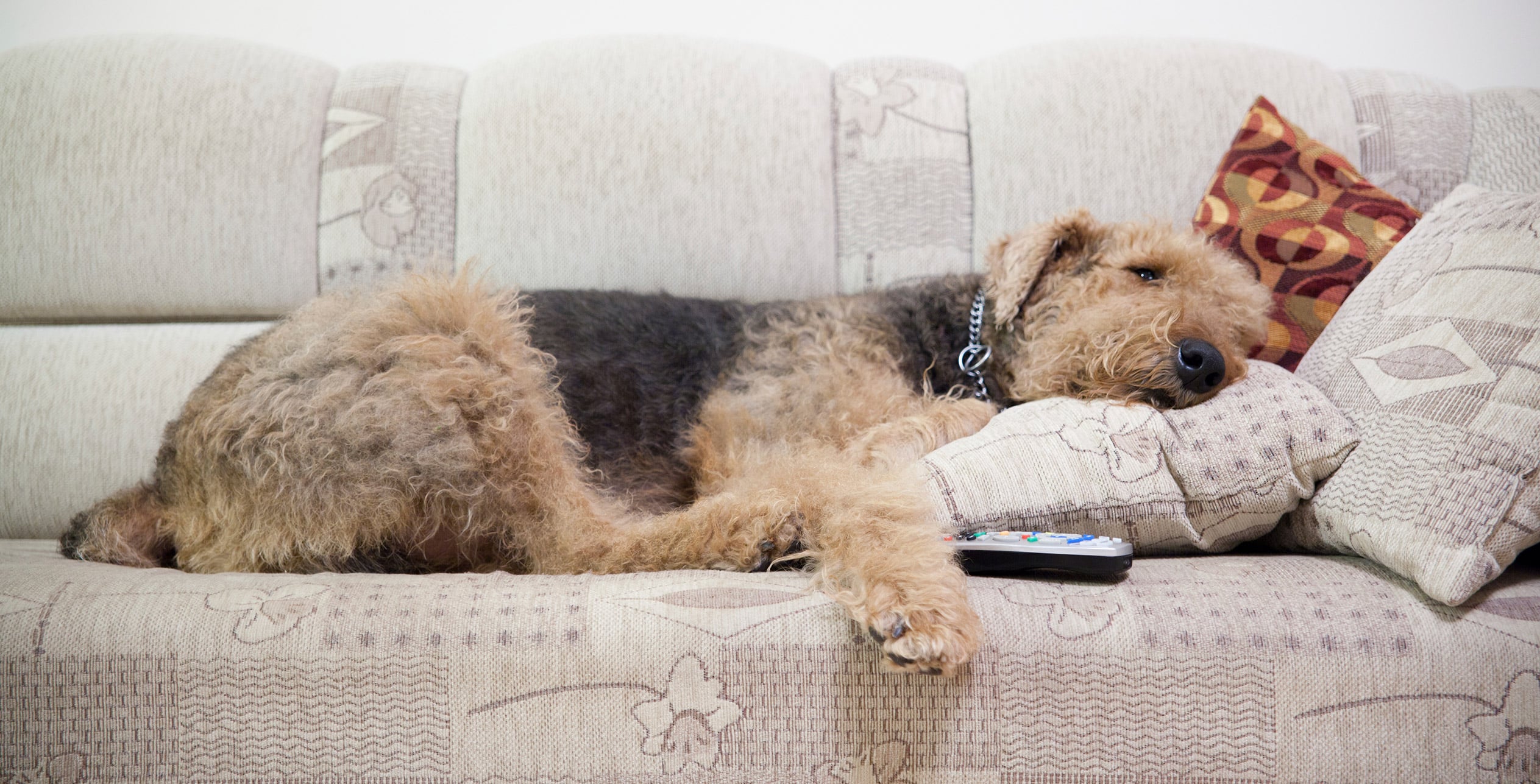 Relaxed dog on a sofa